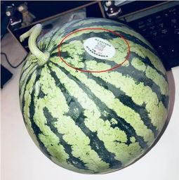 东北吃瓜网红,揭秘东北美食背后的故事  第1张